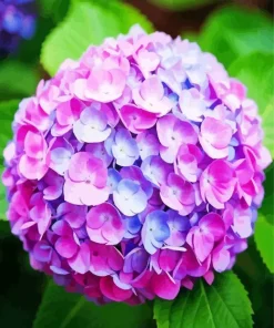 Blue Pink Purple Hydrangea Diamond Painting