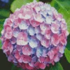 Blue Pink Purple Hydrangea Diamond Painting