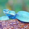 Blue Pit Viper Diamond Painting