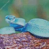 Blue Pit Viper Diamond Painting