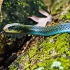 Blue Racer Snake Diamond Painting