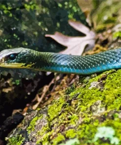 Blue Racer Snake Diamond Painting