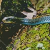 Blue Racer Snake Diamond Painting