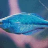 Blue Tropical Fish Diamond Painting
