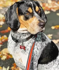 Bluetick Coonhound Diamond Painting