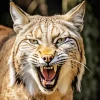 Bobcat Face Diamond Painting