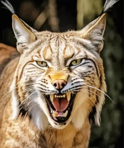 Bobcat Face Diamond Painting