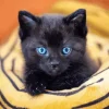 Bombay Cat With Blue Eyes Diamond Painting
