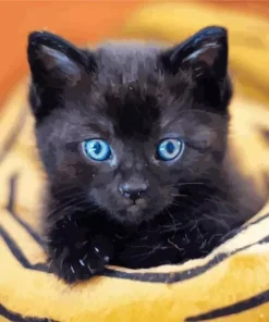 Bombay Cat With Blue Eyes Diamond Painting