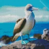 Booby Bird Diamond Painting