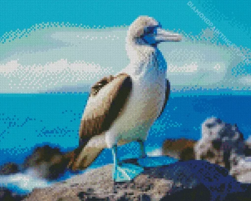 Booby Bird Diamond Painting