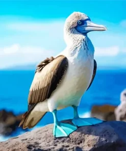 Booby Bird Diamond Painting