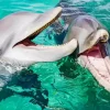Bottlenose Dolphins Diamond Painting