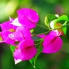 Bougainvillea Branch Diamond Painting