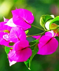 Bougainvillea Branch Diamond Painting