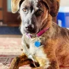Brindle Dog Diamond Painting