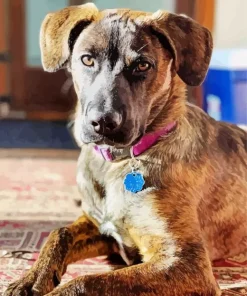 Brindle Dog Diamond Painting
