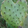 Cactus Heart Diamond Painting