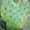 Cactus Heart Diamond Painting