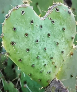 Cactus Heart Diamond Painting