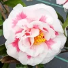 Camellia Flower Diamond Painting