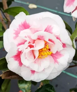 Camellia Flower Diamond Painting