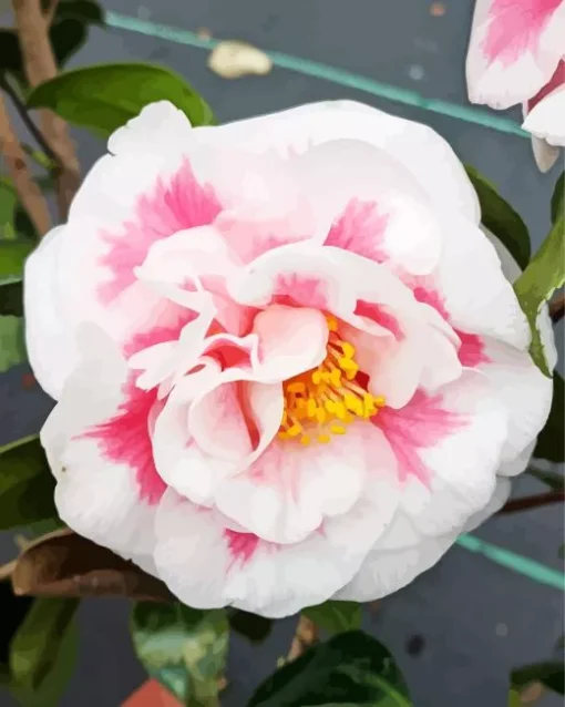 Camellia Flower Diamond Painting