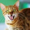 Cat Smiling Diamond Painting