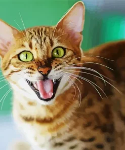 Cat Smiling Diamond Painting
