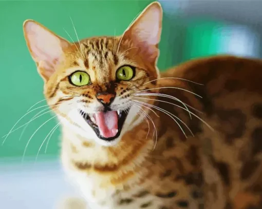 Cat Smiling Diamond Painting
