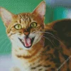 Cat Smiling Diamond Painting