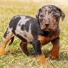 Catahoula Leopard Dog Diamond Painting