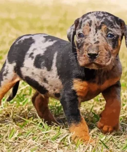 Catahoula Leopard Dog Diamond Painting
