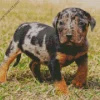 Catahoula Leopard Dog Diamond Painting