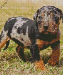 Catahoula Leopard Dog Diamond Painting