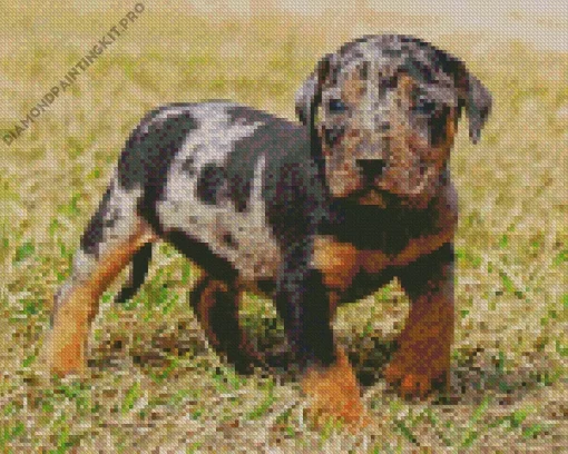Catahoula Leopard Dog Diamond Painting