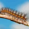 Caterpillar Insect Diamond Painting