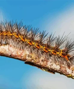 Caterpillar Insect Diamond Painting
