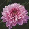 Chrysanthemum Flower Diamond Painting