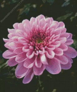 Chrysanthemum Flower Diamond Painting