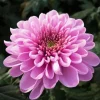 Chrysanthemum Flower Diamond Painting