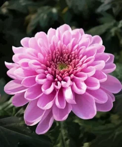 Chrysanthemum Flower Diamond Painting