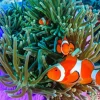 Clownfish Underwater Diamond Painting