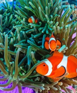 Clownfish Underwater Diamond Painting