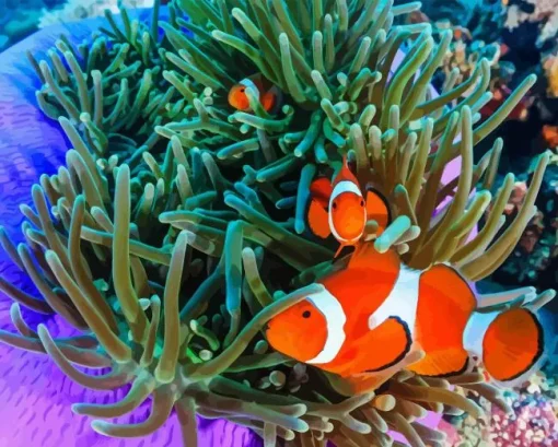 Clownfish Underwater Diamond Painting