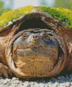 Common Snapping Turtle Diamond Painting