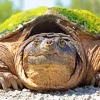 Common Snapping Turtle Diamond Painting