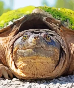 Common Snapping Turtle Diamond Painting