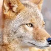 Coyote Face Diamond Painting