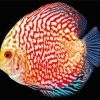 Discus Fish Red Diamond Painting